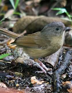 云南雀鹛 / Yunnan Fulvetta / Alcippe fratercula