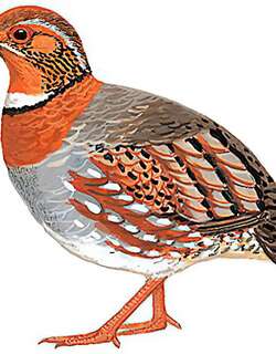 红胸山鹧鸪 / Chestnut-breasted Partridge / Arborophila mandellii
