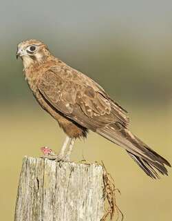 褐隼 / Brown Falcon / Falco berigora