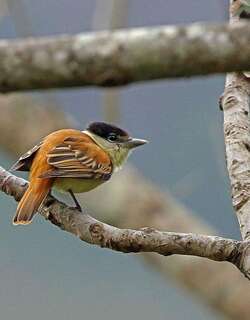 灰领厚嘴霸鹟 / Grey-collared Becard / Pachyramphus major