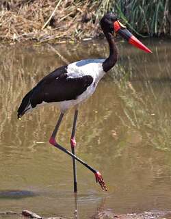 鞍嘴鹳 / Saddle-billed Stork / Ephippiorhynchus senegalensis