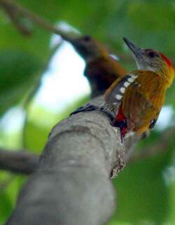红腰啄木鸟 / Red-rumped Woodpecker / Veniliornis kirkii