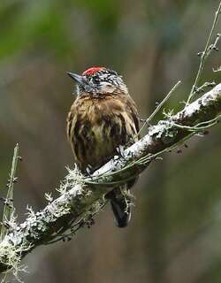 杂色姬啄木鸟 / Mottled Piculet / Picumnus nebulosus