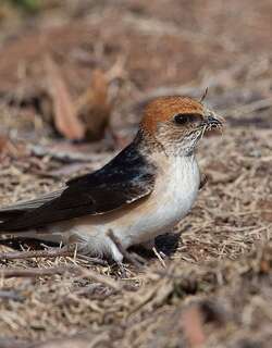 彩石燕 / Fairy Martin / Petrochelidon ariel