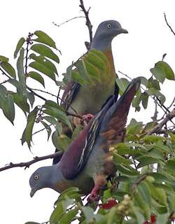 小绿鸠 / Little Green Pigeon / Treron olax