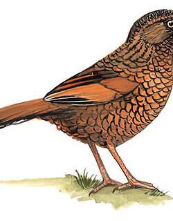 纯色噪鹛 / Scaly Laughingthrush / Trochalopteron subunicolor