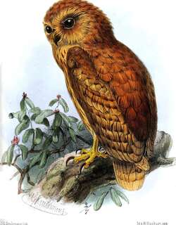 棕渔鸮 / Rufous Fishing Owl / Scotopelia ussheri