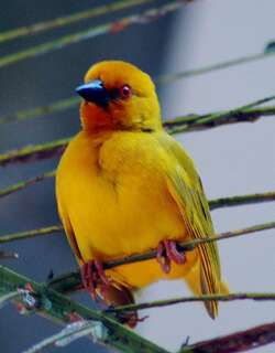 东非织巢鸟 / Eastern Golden Weaver / Ploceus subaureus