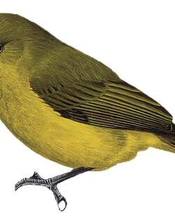 林攀雀 / Forest Penduline Tit / Anthoscopus flavifrons