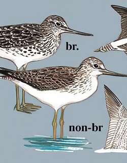 青脚鹬 / Common Greenshank / Tringa nebularia