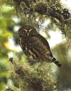 玻利维亚鸺鹠 / Yungas Pygmy Owl / Glaucidium bolivianum