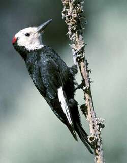 白头啄木鸟 / White-headed Woodpecker / Leuconotopicus albolarvatus