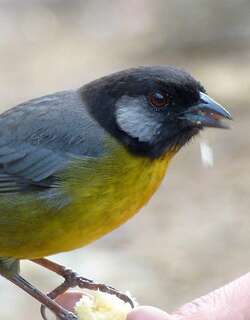 哥伦比亚薮雀 / Santa Marta Brushfinch / Atlapetes melanocephalus