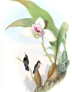 翠颏蜂鸟 / Emerald-chinned Hummingbird / Abeillia abeillei