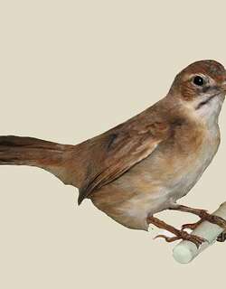 须薮莺 / Moustached Grass Warbler / Melocichla mentalis