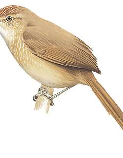 点斑胸棘雀 / Spot-breasted Thornbird / Phacellodomus maculipectus