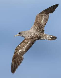 猛鹱 / Cory’s Shearwater / Calonectris borealis