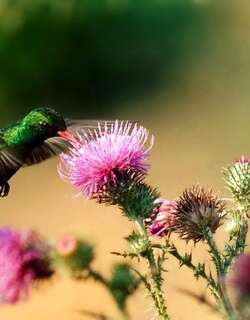 辉腹翠蜂鸟 / Glittering-bellied Emerald / Chlorostilbon lucidus