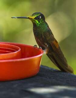 彩虹星额蜂鸟 / Rainbow Starfrontlet / Coeligena iris