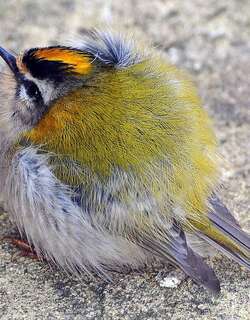 火冠戴菊 / Common Firecrest / Regulus ignicapilla