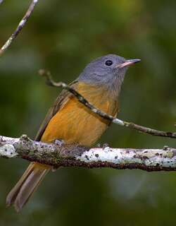 灰冠霸鹟 / Grey-hooded Flycatcher / Mionectes rufiventris