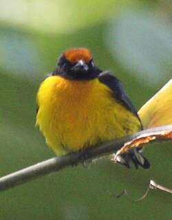 黄顶歌雀 / Tawny-capped Euphonia / Euphonia anneae