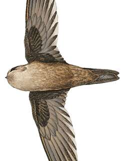 怀氏金丝燕 / Whitehead’s Swiftlet / Aerodramus whiteheadi