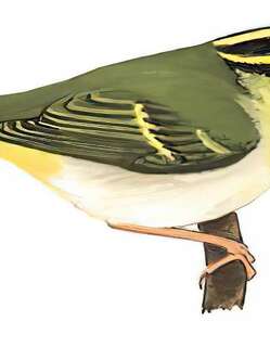 黄胸柳莺 / Yellow-vented Warbler / Phylloscopus cantator