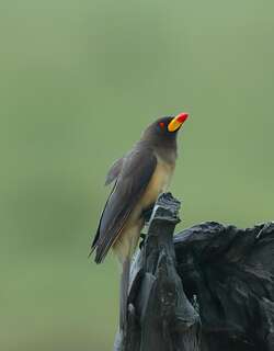 黄嘴牛椋鸟 / Yellow-billed Oxpecker / Buphagus africanus