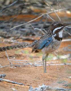 长尾地三宝鸟 / Long-tailed Ground Roller / Uratelornis chimaera