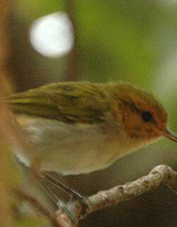 红脸柳莺 / Red-faced Woodland Warbler / Phylloscopus laetus
