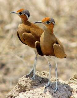布氏走鸻 / Burchell’s Courser / Cursorius rufus