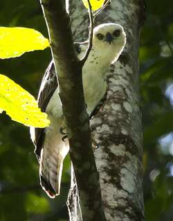 苏拉鹰雕 / Sulawesi Hawk-Eagle / Nisaetus lanceolatus