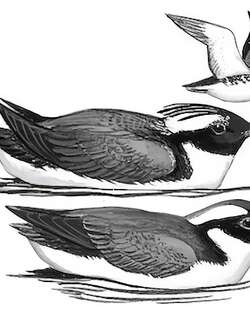 冠海雀 / Japanese Murrelet / Synthliboramphus wumizusume
