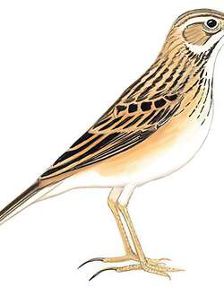 理氏鹨 / Richard’s Pipit / Anthus richardi