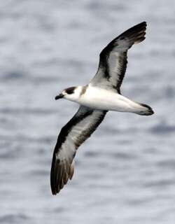 黑顶圆尾鹱 / Black-capped Petrel / Pterodroma hasitata