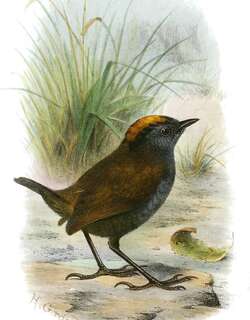 冠鹩森莺 / Wrenthrush / Zeledonia coronata