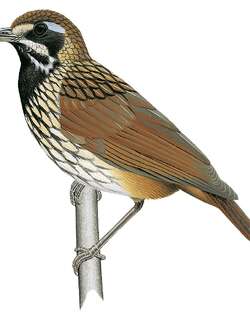 黑喉鹪鹛 / Black-throated Wren-Babbler / Turdinus atrigularis