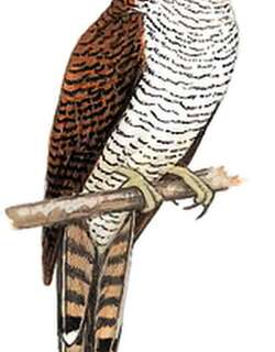 栗斑杜鹃 / Banded Bay Cuckoo / Cacomantis sonneratii
