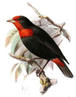 红臀精织雀 / Red-vented Malimbe / Malimbus scutatus