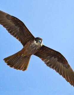 艾氏隼 / Eleonora’s Falcon / Falco eleonorae