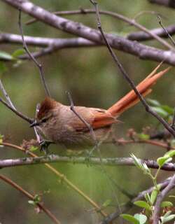 褐顶针尾雀 / Brown-capped Tit-Spinetail / Leptasthenura fuliginiceps