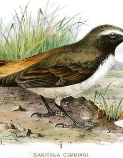 库尔德䳭 / Kurdish Wheatear / Oenanthe xanthoprymna
