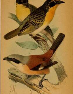 艾氏伯劳 / Emin’s Shrike / Lanius gubernator