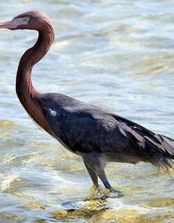 棕颈鹭 / Reddish Egret / Egretta rufescens