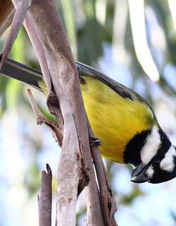 鵙雀鹟 / Crested Shriketit / Falcunculus frontatus