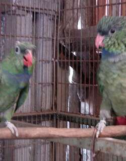红嘴鹦哥 / Red-billed Parrot / Pionus sordidus