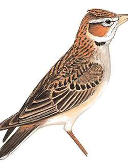 长嘴百灵 / Tibetan Lark / Melanocorypha maxima