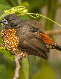 褐双点雀 / Brown Twinspot / Clytospiza monteiri