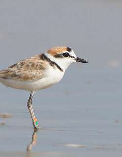 马来鸻 / Malaysian Plover / Charadrius peronii